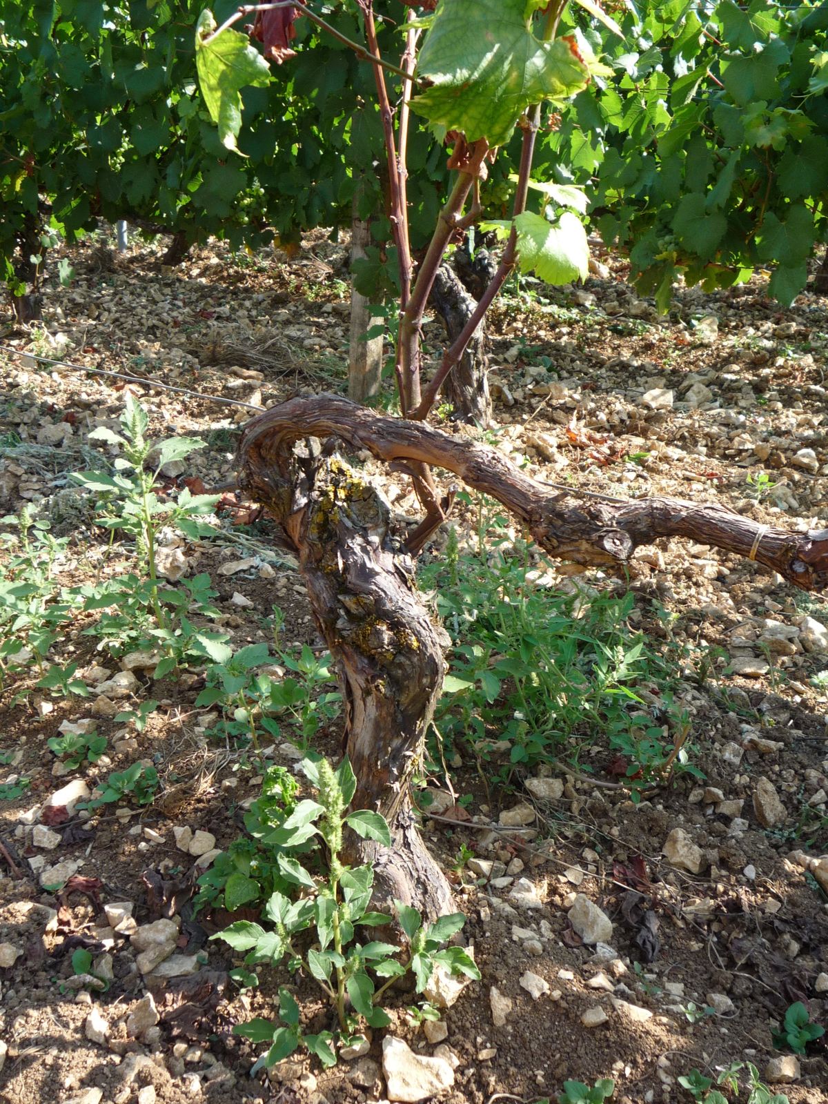 Album - Visite-au-Domaine-de-Clotilde-Davenne