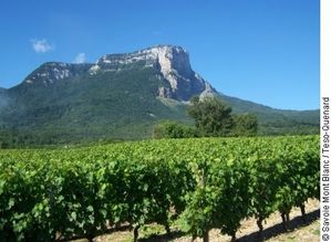 vigne-savoie.jpg