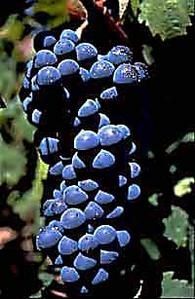 carignan