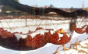 filets-de-raisins-geles.jpg