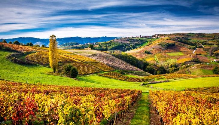 Jeu Les Crus du Beaujolais