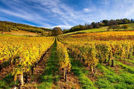 Quel avenir pour les vins issus du réchauffement climatique ?