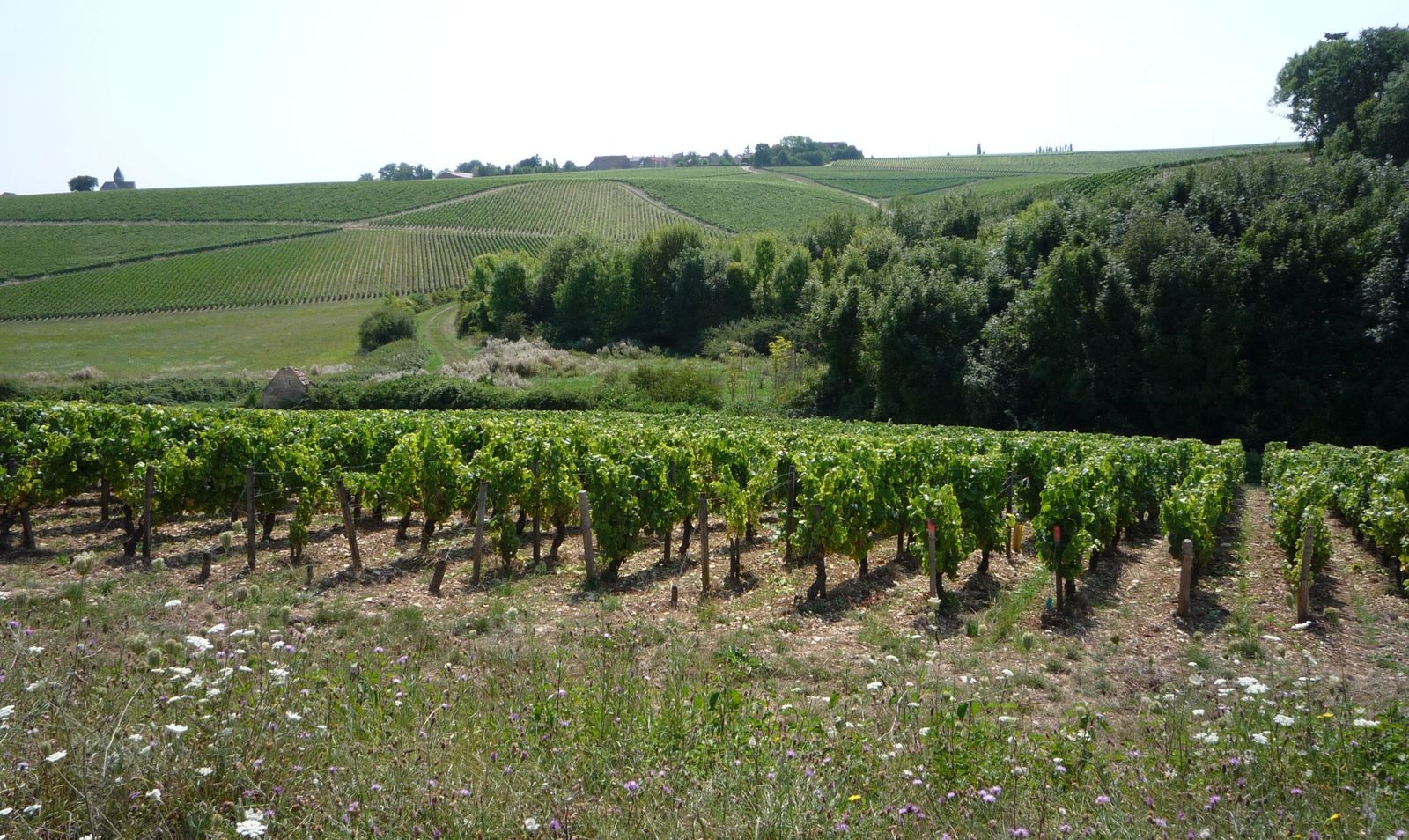Album - Visite-au-Domaine-de-Clotilde-Davenne