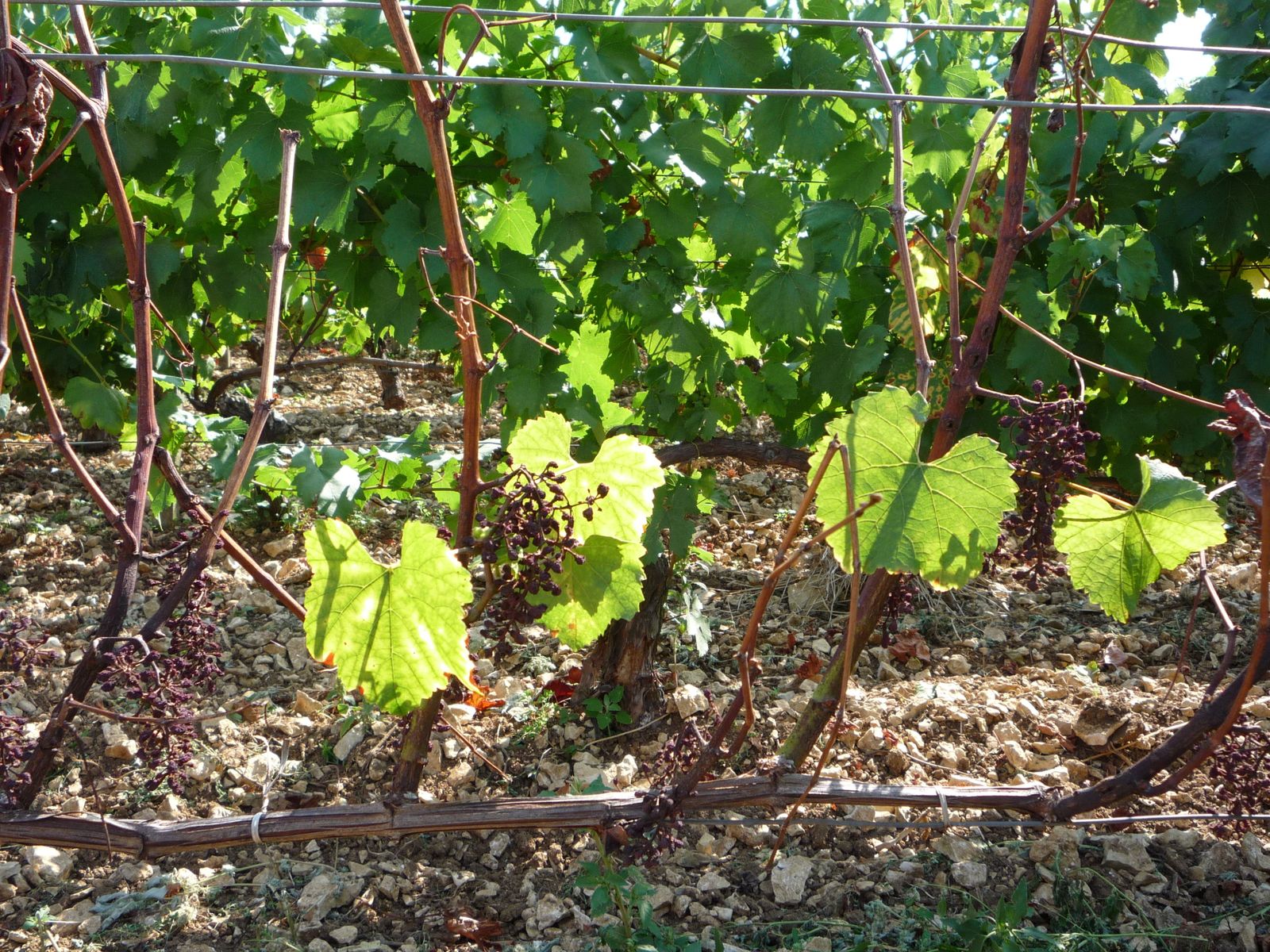 Album - Visite-au-Domaine-de-Clotilde-Davenne