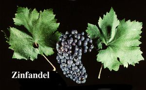 zinfandel.jpg