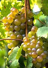 Cépage Viognier