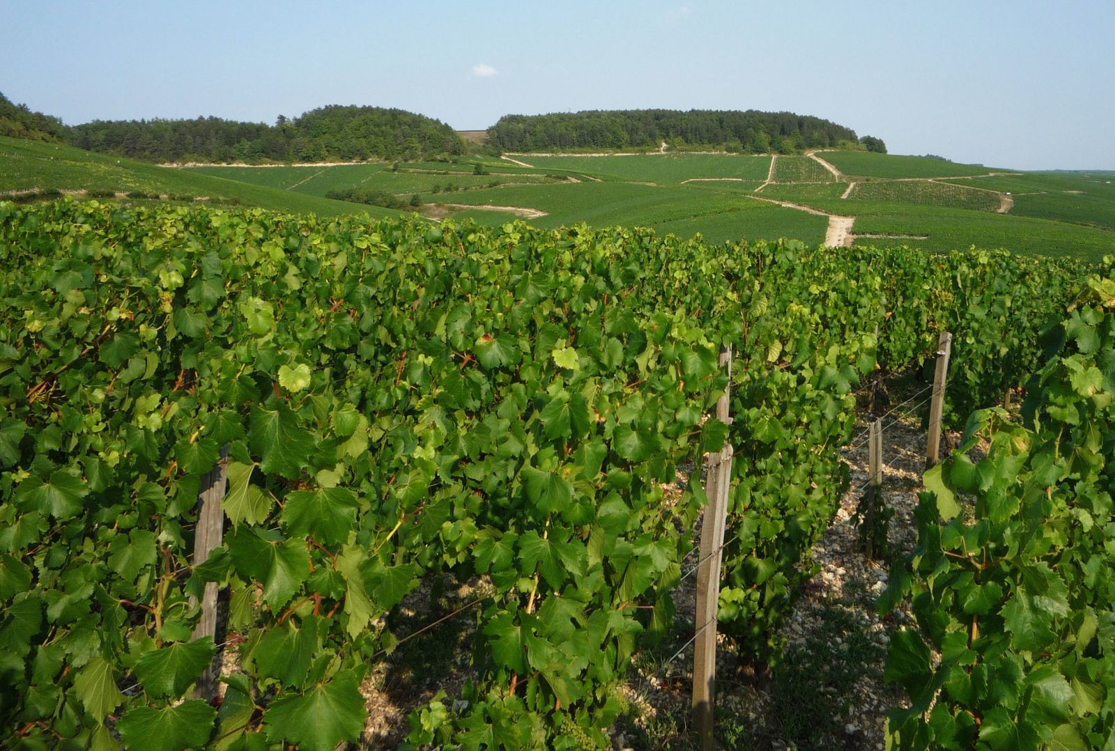 Album - Parcelles-Grands-Crus-Chablis