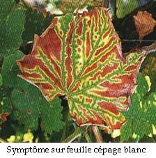 Album - Maladie du pied de vigne