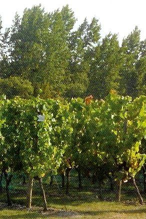 Vignes du conservatoire