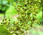 floraison raisin