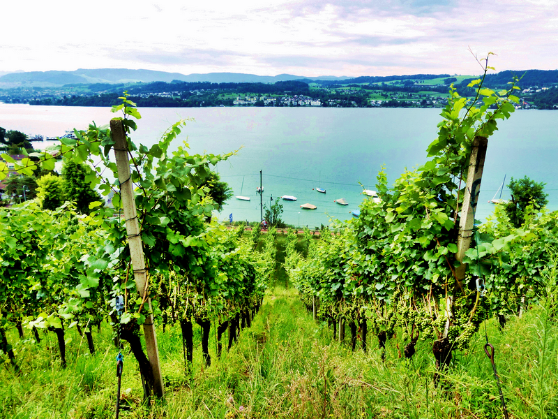 Vignes de Rauschling au bord du Lac de Zurich