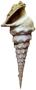 cerithe02a.gif