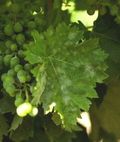 Oidium symptome feuille