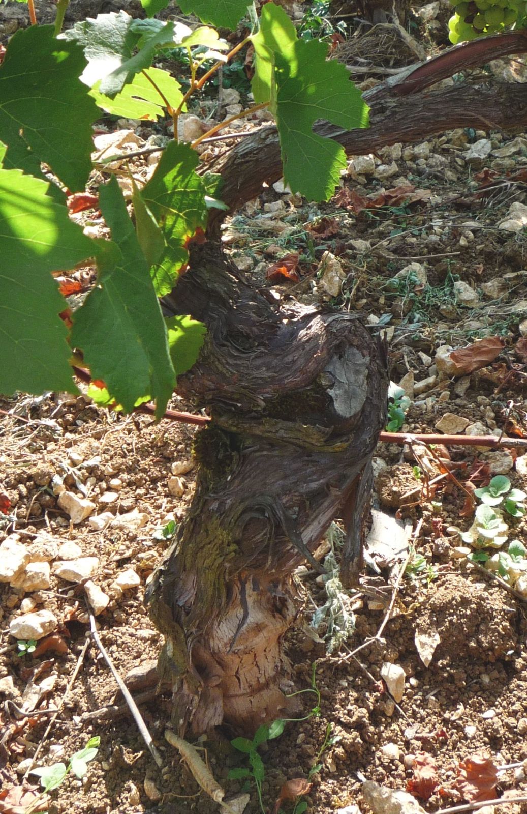 Album - Visite-au-Domaine-de-Clotilde-Davenne