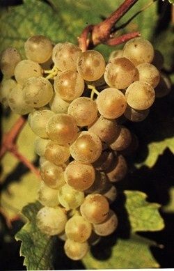 Cet album est composé de photos de cépages, blancs et rouges. Ce sont les cépages utilisés en mono-cépage.